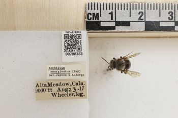 Media type: image;   Entomology 788368 Aspect: Labels